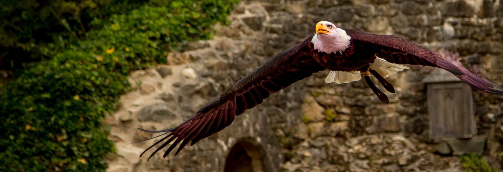 Aigle au Puy du Fou