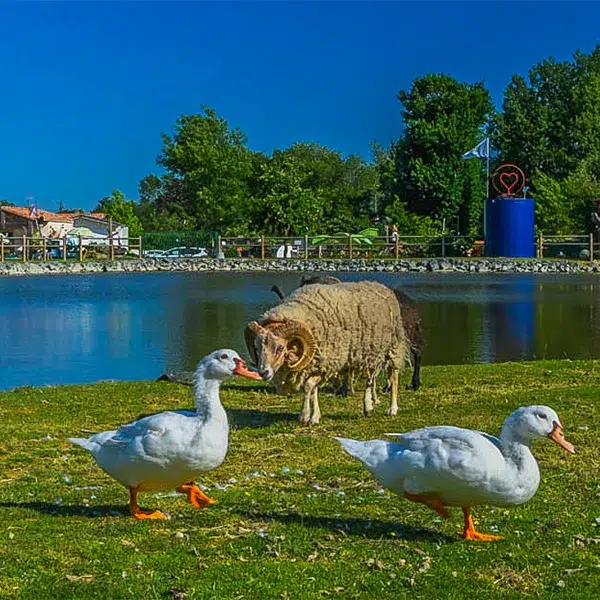 animaux du camping