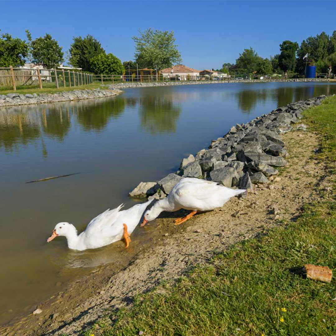 camping avec etang de peche