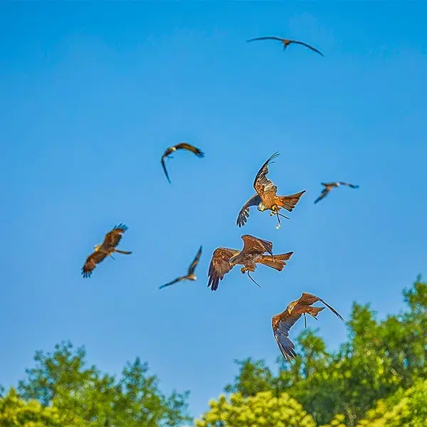 different species of birds