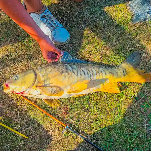 fish fishing